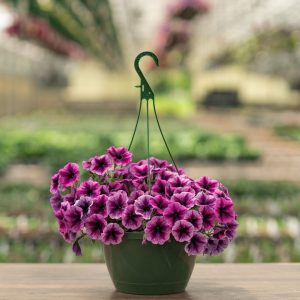 Petunia – Cascadia Purple Ice – 10″ Hanging Basket