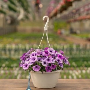 Petunia – Splash Dance Calypso Moonwalk – 10″ Hanging Basket
