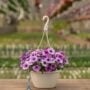 Petunia – Splash Dance Calypso Moonwalk – 10″ Hanging Basket