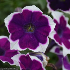 Petunia – Cascadia Rim Violet – 10″ Hanging Basket