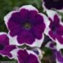 Petunia – Cascadia Rim Violet – 10″ Hanging Basket
