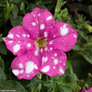 Petunia – Splash Dance Rumba Rose – 10″ Hanging Basket