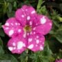 Petunia – Splash Dance Rumba Rose – 10″ Hanging Basket