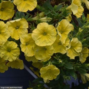 Petunia – Capella Hello Yellow – 4.5″ Pot
