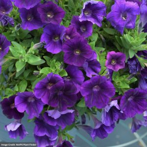 Petunia – Capella Indigo – 4.5″ Pot