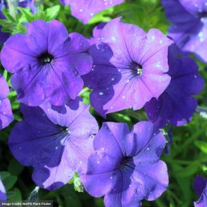 Petunia – Splash Dance Bolero Blue – 10″ Hanging Basket