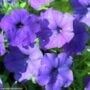 Petunia – Splash Dance Bolero Blue – 10″ Hanging Basket