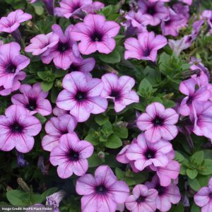 Petunia – Capella™ Pink Lace – 4.5″ Pot
