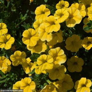 Calibrachoa – Cabaret Deep Yellow – 4.5″ Pot