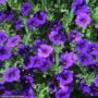 Calibrachoa – Cabaret Midnight Blue – 4.5″ Pot