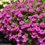 Calibrachoa – Cabaret Pink Improved – 4.5″ Pot