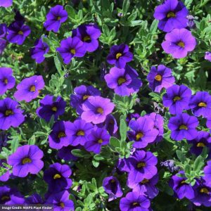 Calibrachoa – Cabaret Midnight Blue – 6.5″ Pot
