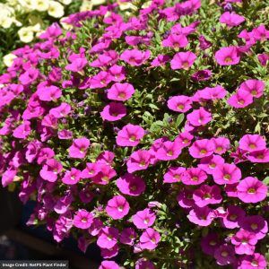 Calibrachoa – Cabaret Pink Improved – 6.5″ Pot
