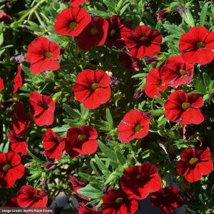 Calibrachoa – Cabaret Red – 6.5″ Pot