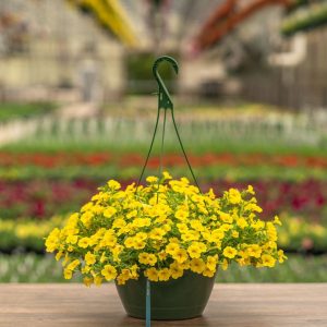Calibrachoa – Cabaret Deep Yellow – 10″ Hanging Basket