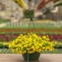 Calibrachoa – Cabaret Deep Yellow – 10″ Hanging Basket