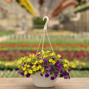 Calibrachoa – Cabaret Mix – 10″ Hanging Basket