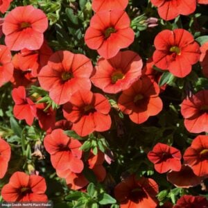 Calibrachoa – Cabaret Orange Improved – 10″ Hanging Basket