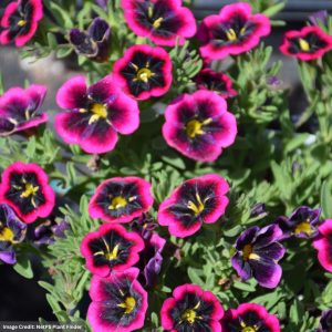 Calibrachoa – Cabaret Goodnight Kiss – 6.5″ Pot