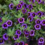 Calibrachoa – Cabaret Midnight Kiss – 10″ Hanging Basket