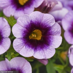 Calibrachoa – Cabaret Lavender Kiss – 4.5″ Pot