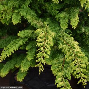 Falsecypress – Fernspray Gold – #3 Container
