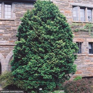 Falsecypress – Hinoki Compact – #3 Container