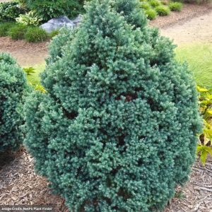 Falsecypress – Dwarf Sawara Baby Blue Ice – #3 Container