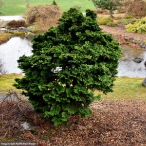 Falsecypress – Dwarf Hinoki (Premium) – #3 Container