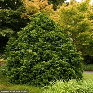 Falsecypress – Hinoki Tempelhof – #10 Container