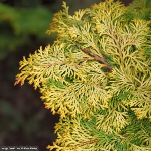 Falsecypress – Hinoki Golden – 5-6ft – B&B