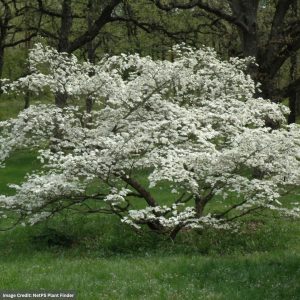 Dogwood – Cherokee Princess – 6-7ft – B&B
