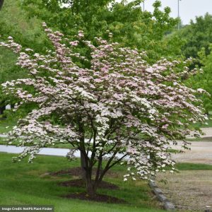 Dogwood – Rutgers Hybrid Stellar Pink – #7 Container
