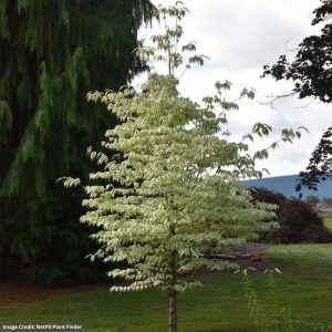 Dogwood – Kousa Summer Fun – 5ft – #5 Container