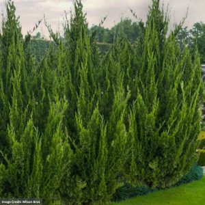 Cedar – Eastern Red Idyllwild – 6ft – B&B