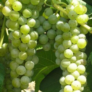 Grape – Cayuga White (Wine) – #2 Container