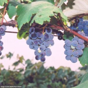 Grape – Concord (Seedless) – #2 Container