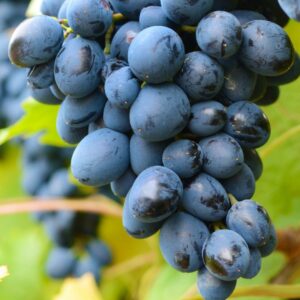 Grape – Mars (Seedless) – #2 Container