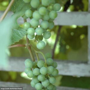 Grape – Edelweiss White – #2 Container