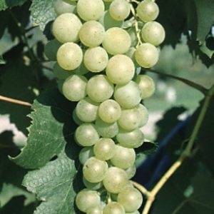 Grape – Marquis White (Seedless) – #2 Container