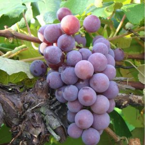 Grape – Catawba Red (Seedless) – #2 Container