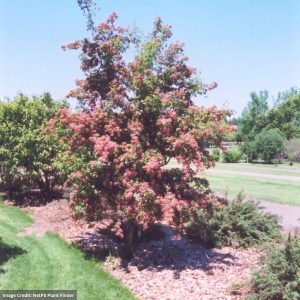 Hawthorn – Crimson Cloud – 6ft – #7 Container