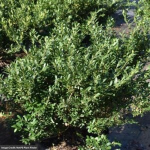Holly – Japanese Hoogendorn – #7 Container