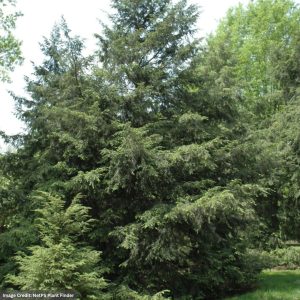 Hemlock – Canadian – 6-7ft – B&B
