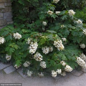 Hydrangea Quercifolia – Oak Leaf Pee Wee – #3 Container