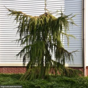 Larch – Varied Directions – #10 Container
