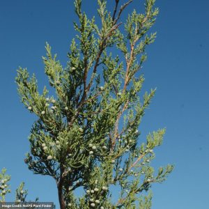 Juniper – Hetz Columnar – 6ft – B&B
