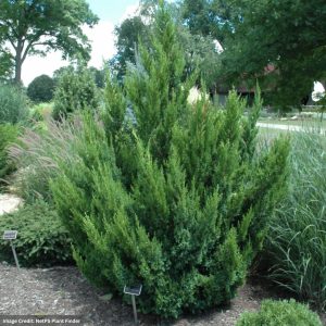Juniper – Hooks – 7ft – B&B