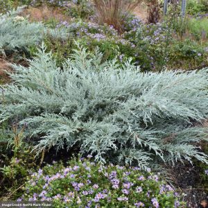 Juniper – Grey Owl – #3 Container