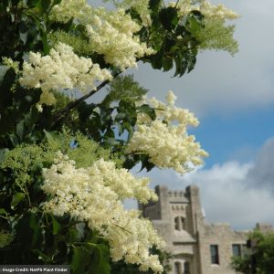 Lilac Tree – Japanese Ivory Silk – 1.5″ Caliper – B&B